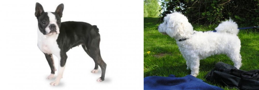 Franzuskaya Bolonka vs Boston Terrier - Breed Comparison