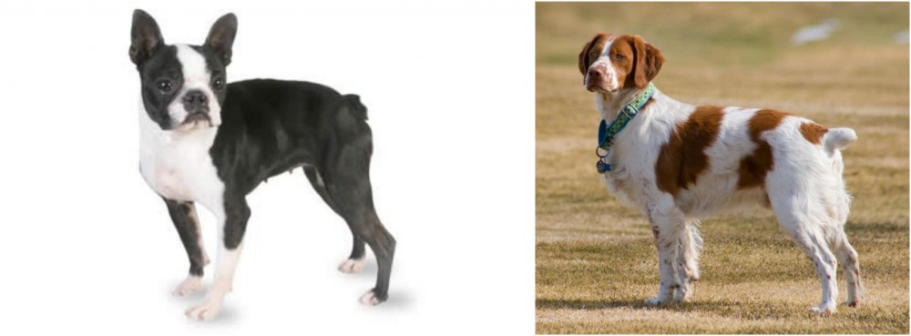 French Brittany vs Boston Terrier - Breed Comparison