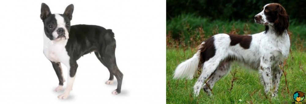 French Spaniel vs Boston Terrier - Breed Comparison