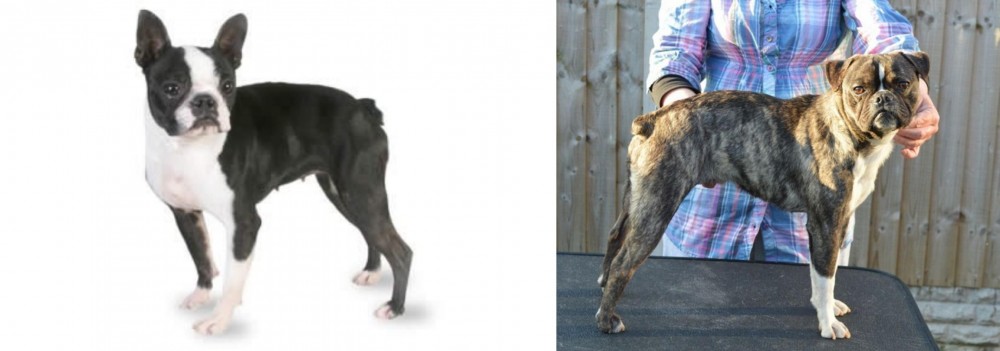 Fruggle vs Boston Terrier - Breed Comparison