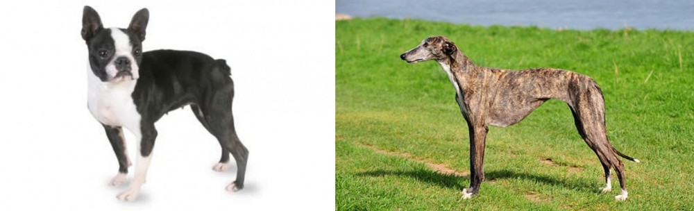 Galgo Espanol vs Boston Terrier - Breed Comparison