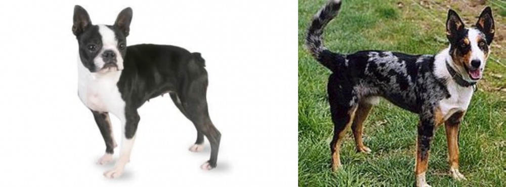 German Coolie vs Boston Terrier - Breed Comparison