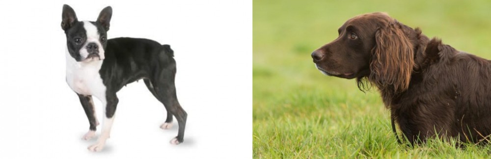 German Longhaired Pointer vs Boston Terrier - Breed Comparison