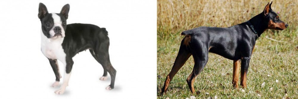 German Pinscher vs Boston Terrier - Breed Comparison