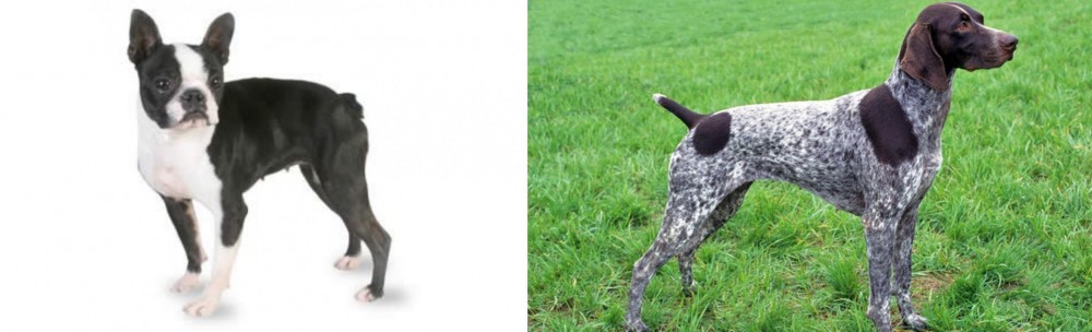 German Shorthaired Pointer vs Boston Terrier - Breed Comparison