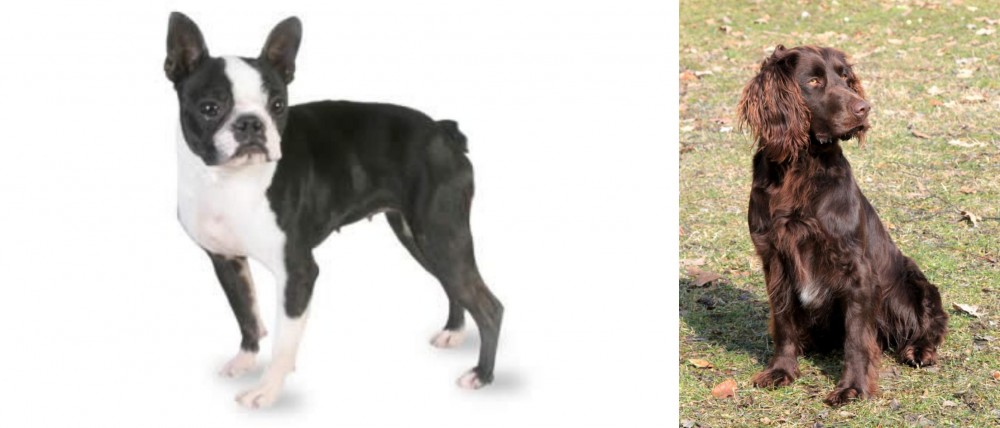 German Spaniel vs Boston Terrier - Breed Comparison