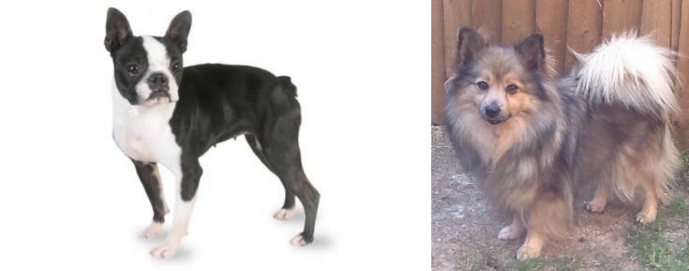 German Spitz (Mittel) vs Boston Terrier - Breed Comparison