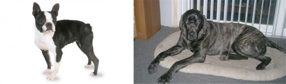 Giant Maso Mastiff vs Boston Terrier - Breed Comparison