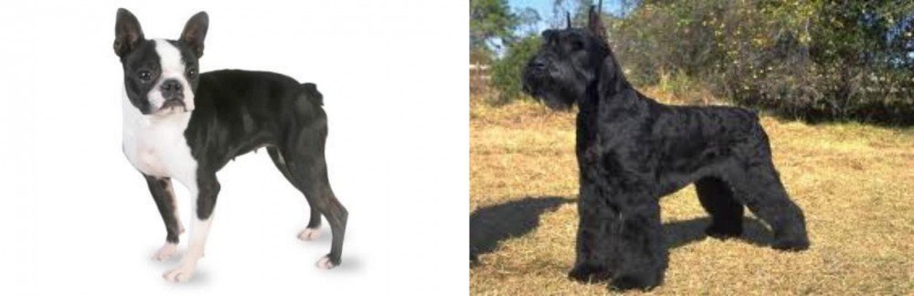 Giant Schnauzer vs Boston Terrier - Breed Comparison