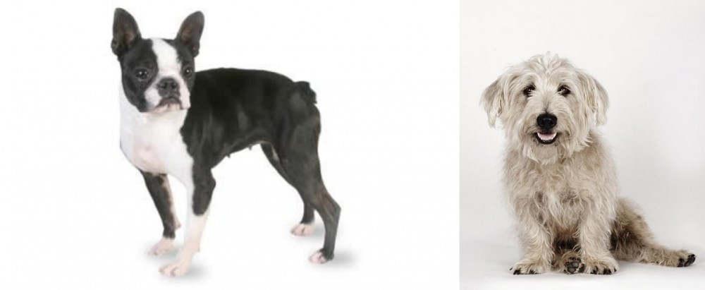 Glen of Imaal Terrier vs Boston Terrier - Breed Comparison