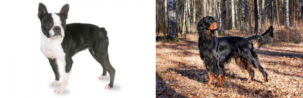 Gordon Setter vs Boston Terrier - Breed Comparison