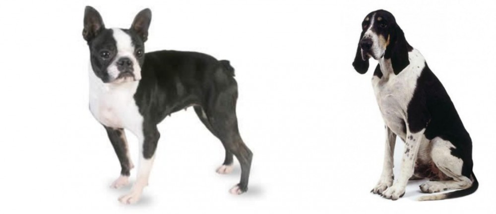 Grand Anglo-Francais Blanc et Noir vs Boston Terrier - Breed Comparison