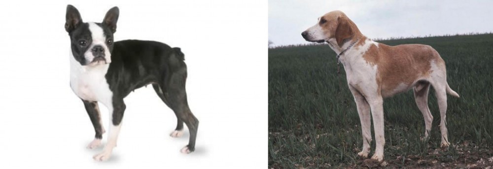 Grand Anglo-Francais Blanc et Orange vs Boston Terrier - Breed Comparison