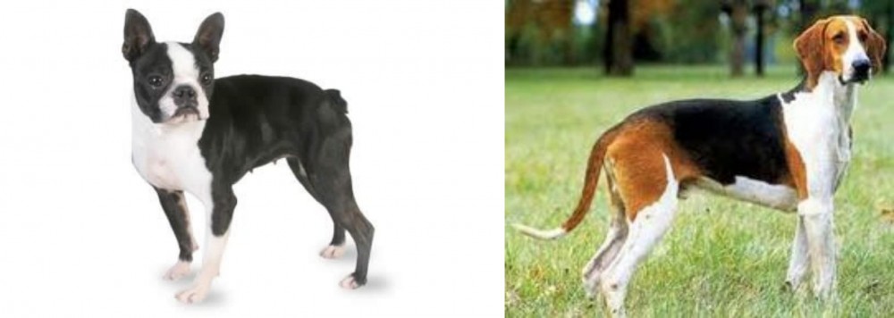 Grand Anglo-Francais Tricolore vs Boston Terrier - Breed Comparison