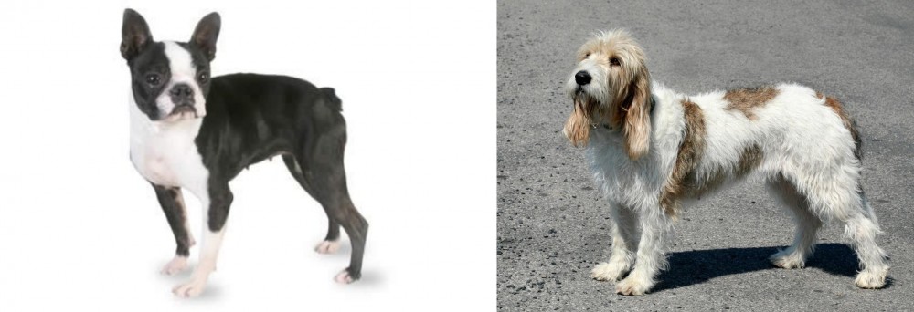 Grand Basset Griffon Vendeen vs Boston Terrier - Breed Comparison