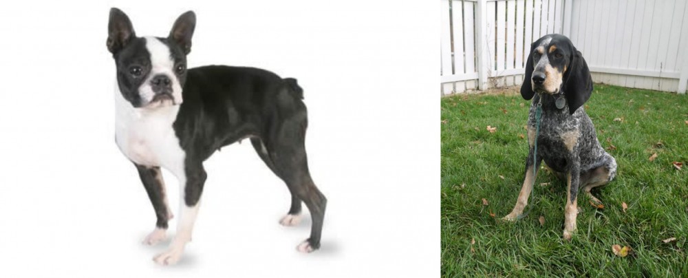 Grand Bleu de Gascogne vs Boston Terrier - Breed Comparison