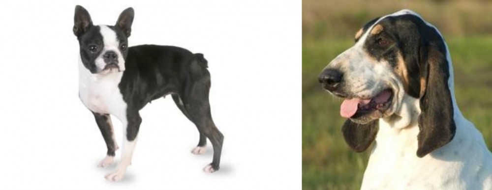 Grand Gascon Saintongeois vs Boston Terrier - Breed Comparison