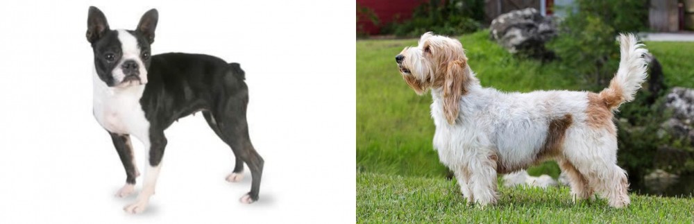 Grand Griffon Vendeen vs Boston Terrier - Breed Comparison