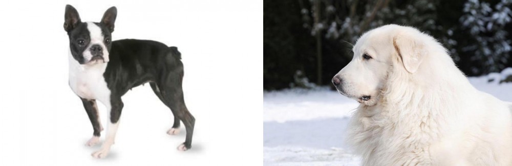 Great Pyrenees vs Boston Terrier - Breed Comparison