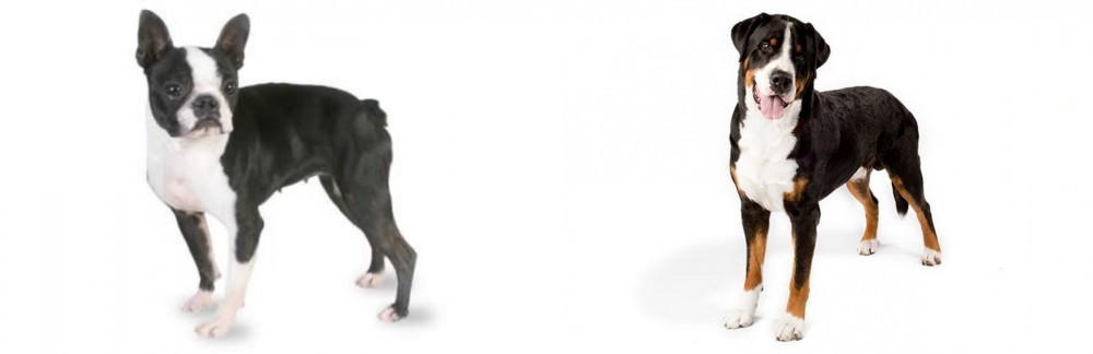 Greater Swiss Mountain Dog vs Boston Terrier - Breed Comparison
