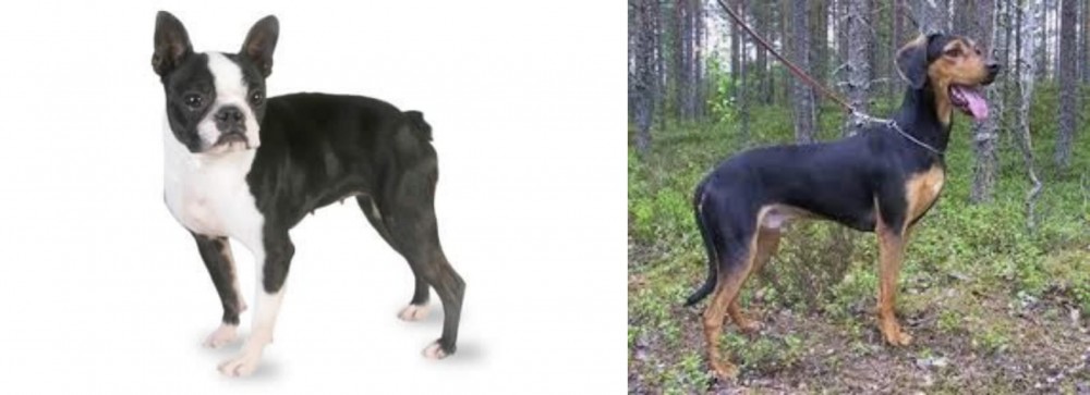 Greek Harehound vs Boston Terrier - Breed Comparison