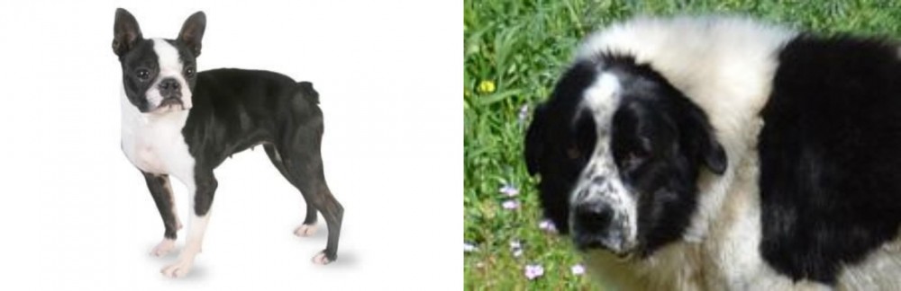 Greek Sheepdog vs Boston Terrier - Breed Comparison