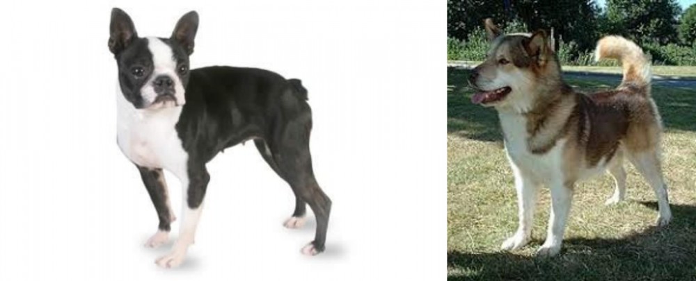 Greenland Dog vs Boston Terrier - Breed Comparison