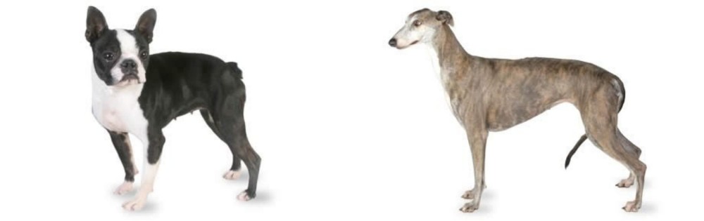Greyhound vs Boston Terrier - Breed Comparison