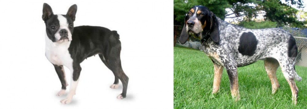 Griffon Bleu de Gascogne vs Boston Terrier - Breed Comparison