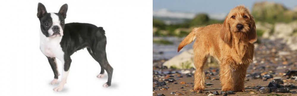 Griffon Fauve de Bretagne vs Boston Terrier - Breed Comparison