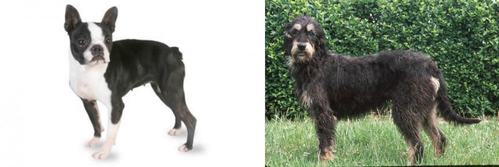 Griffon Nivernais vs Boston Terrier - Breed Comparison