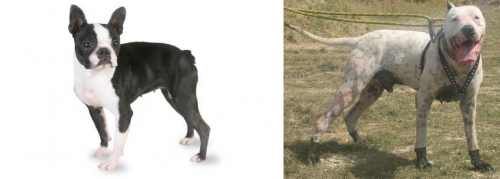 Gull Dong vs Boston Terrier - Breed Comparison