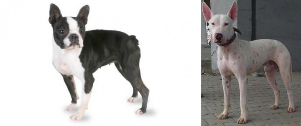 Gull Terr vs Boston Terrier - Breed Comparison
