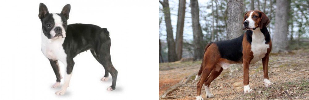 Hamiltonstovare vs Boston Terrier - Breed Comparison