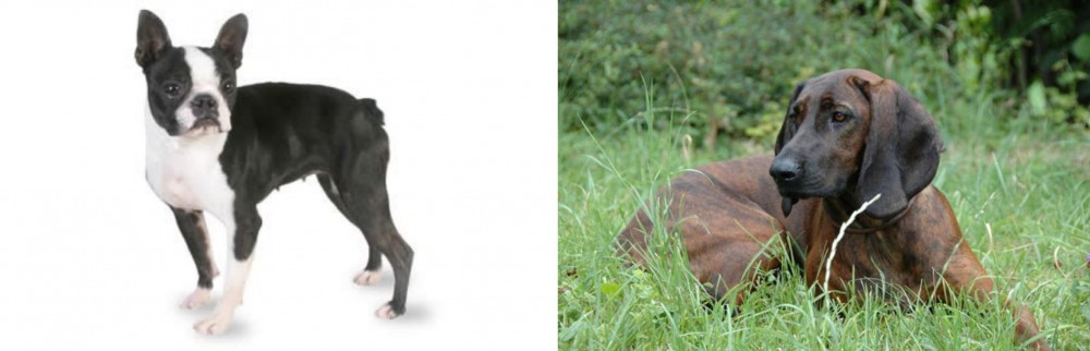 Hanover Hound vs Boston Terrier - Breed Comparison