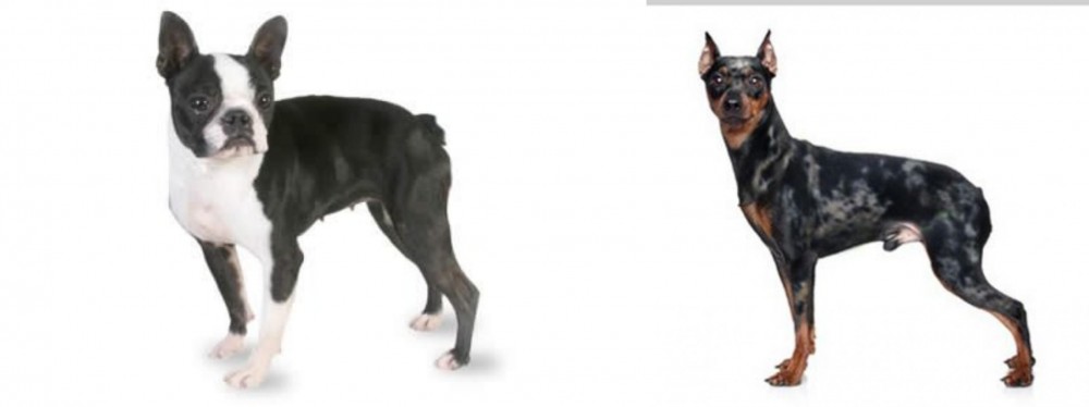 Harlequin Pinscher vs Boston Terrier - Breed Comparison