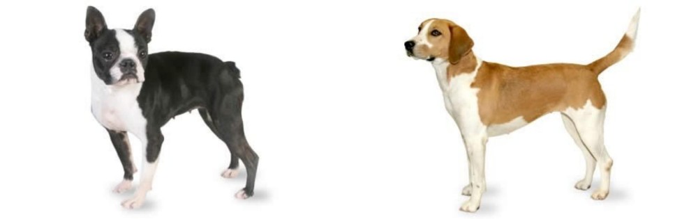 Harrier vs Boston Terrier - Breed Comparison