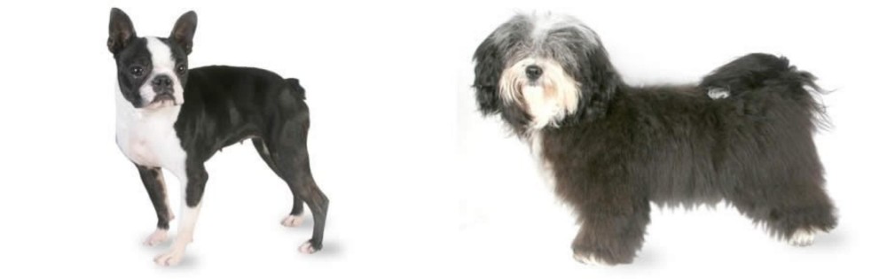 Havanese vs Boston Terrier - Breed Comparison