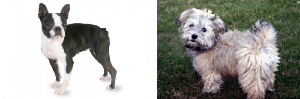 Havapoo vs Boston Terrier - Breed Comparison