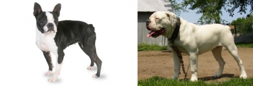 Hermes Bulldogge vs Boston Terrier - Breed Comparison