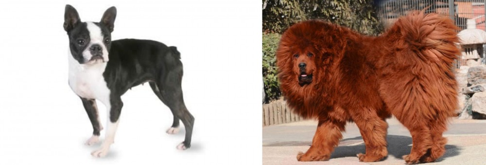 Himalayan Mastiff vs Boston Terrier - Breed Comparison