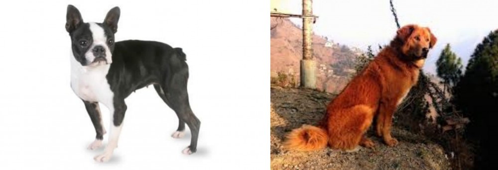 Himalayan Sheepdog vs Boston Terrier - Breed Comparison