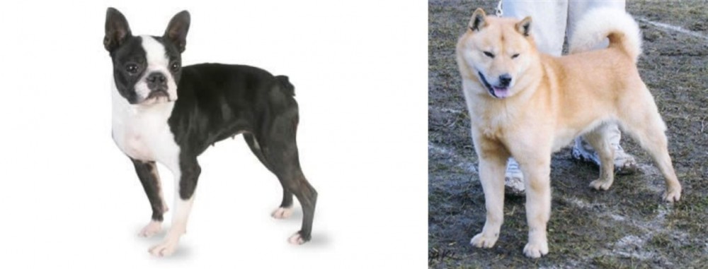 Hokkaido vs Boston Terrier - Breed Comparison