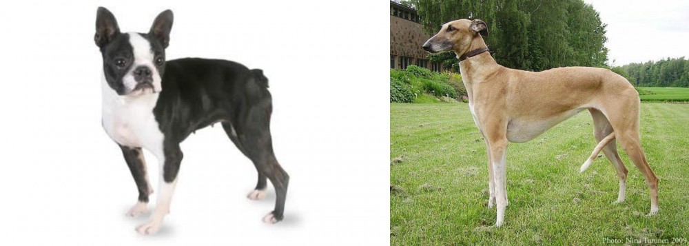 Hortaya Borzaya vs Boston Terrier - Breed Comparison