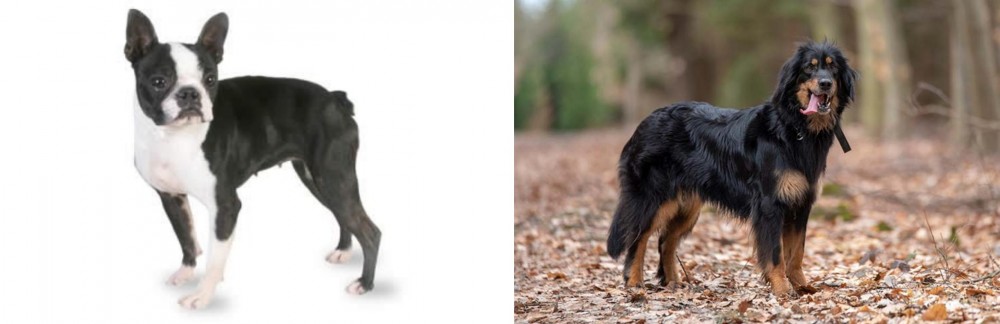 Hovawart vs Boston Terrier - Breed Comparison