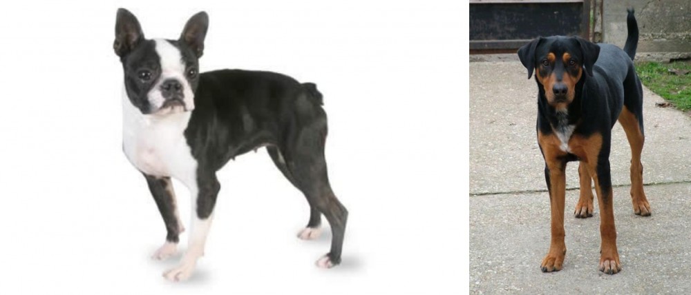 Hungarian Hound vs Boston Terrier - Breed Comparison