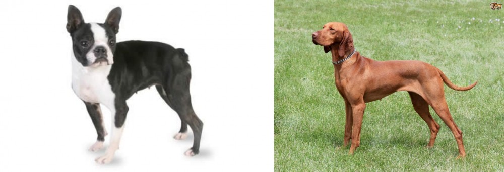 Hungarian Vizsla vs Boston Terrier - Breed Comparison