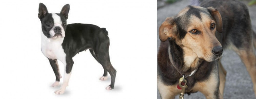 Huntaway vs Boston Terrier - Breed Comparison