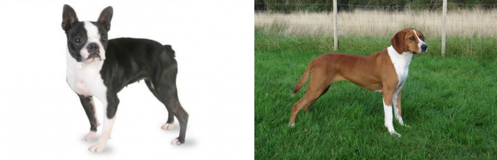 Hygenhund vs Boston Terrier - Breed Comparison