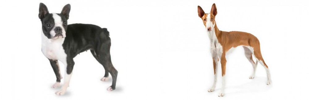 Ibizan Hound vs Boston Terrier - Breed Comparison
